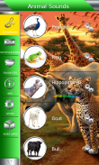 Animal Sounds screenshot 1