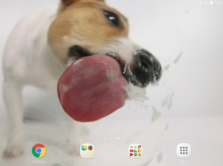 Dog Licks Screen Video LWP screenshot 7