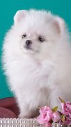 Dog wallpapers - Puppy, Pomeranian Wallpapers screenshot 7