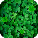 Clover Live Wallpaper Icon