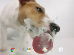 Dog Licks Screen Video LWP screenshot 6