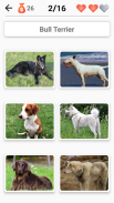 Razze canine - Quiz sui cani! screenshot 5