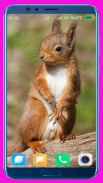 Squirrel HD Wallpaper screenshot 5