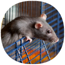 How to Take Care of a Pet Rat (Guide)
