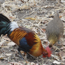 Red junglefowl and Bird sounds Icon