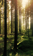 Forest Wallpapers HD (backgrounds & themes) screenshot 4