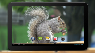 4K Park Squirrel Video Live Wallpaper screenshot 5