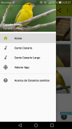 Canarios cantos varios screenshot 3