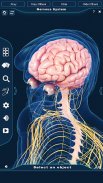 Nervous System Anatomy Pro. screenshot 10