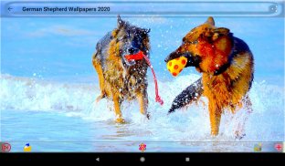 Dog German Shepherd Wallpapers screenshot 11