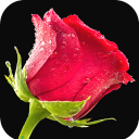 Red Rose Wallpaper Icon