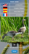 Birds of Europe (DE EN ES FR) screenshot 1
