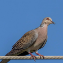 Spotted dove sounds Icon