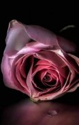 Flowers Images GIF and Roses 4K Wallpapers screenshot 10