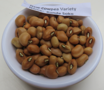 KALRO New Cowpea Varieties screenshot 4