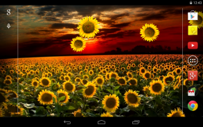 Sunflower Live Wallpaper screenshot 4