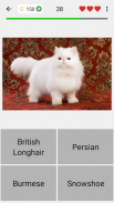 Gatos e gatas: Quiz sobre todas as raças populares screenshot 3