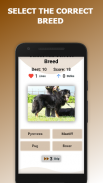 Dogs Breed Quiz - Guess the Dogs Breeds screenshot 0