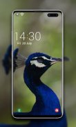 Peacock Wallpapers 🦚 screenshot 0