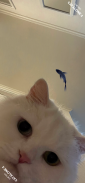 CAT ALONE 2 - Cat Toy screenshot 4