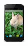 Bunny Free Video Wallpaper screenshot 2