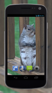4K Park Squirrel Video Live Wallpaper screenshot 3