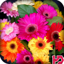 Colourful Flower Hd Wallpaper Icon