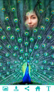 Peacock PhotoFrame screenshot 1