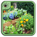 Backyard Vegetable Garden Design Ideas