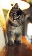 Cute Cats Wallpapers screenshot 1