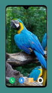 Parrot Wallpapers 4K screenshot 6