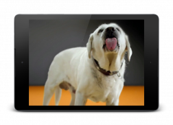 Dog Licks Screen 4K Wallpaper screenshot 7