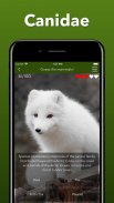 Animals Quiz - Learn All Mammals, Birds and more! screenshot 6