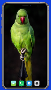 Parrot Wallpaper HD screenshot 8