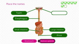 BodyQuest: Anatomy for kids screenshot 15