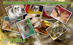 Free Hamster Puzzle Games screenshot 1