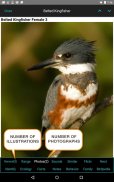 iBird Lite Free Guide to Birds screenshot 18