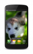 Little Puppy Video Wallpaper screenshot 1