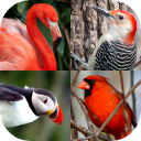 Aves del mundo - La prueba de los pájaros famosos Icon