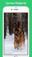 German Shepherds screenshot 2