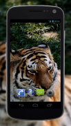 4K Tiger Video Wallpaper screenshot 1