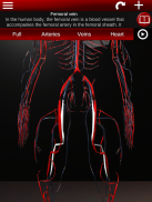 Circulatory System 3D Anatomy screenshot 4