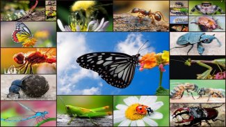 Insect Jigsaw Puzzle Game Kids screenshot 6