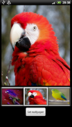 Parrots HD Live Wallpaper screenshot 0