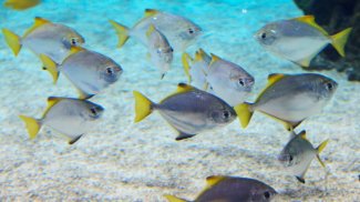 Fish Jigsaw Puzzle screenshot 6