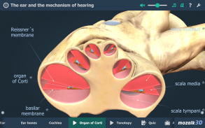 Kulak ve İşitme Süreci 3B screenshot 11