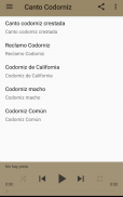 Canto Codorniz screenshot 3