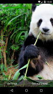 Panda Live Wallpaper HD screenshot 6