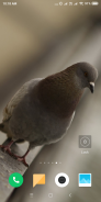 Pigeon Wallpaper screenshot 7