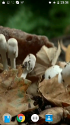 Mushrooms 4K Video Wallpaper screenshot 5